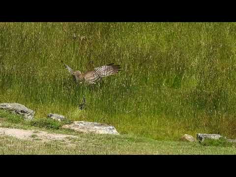 Swamp Harrier takes Duckling