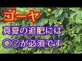 【ゴーヤ】今追肥をコレに見直すことで、収穫量に圧倒的に差が出ます。これまでのやり方では効果が半減します。