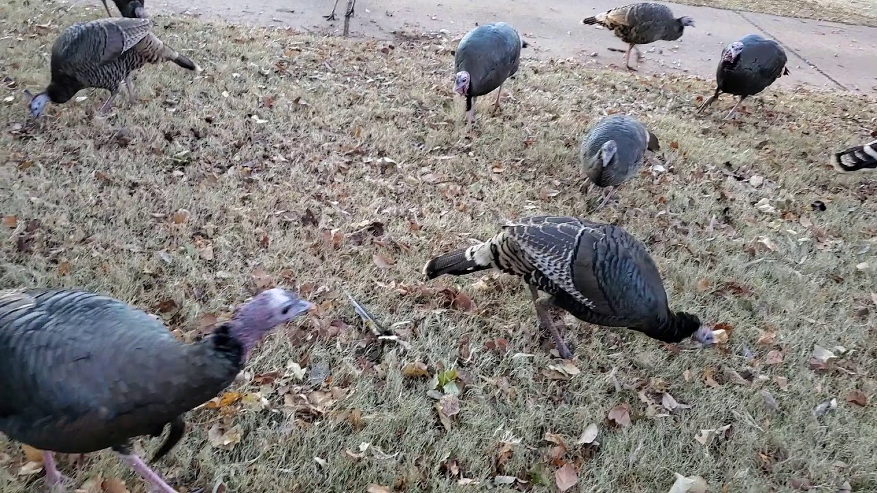 Nov 14 morning feeding turkey YouTube