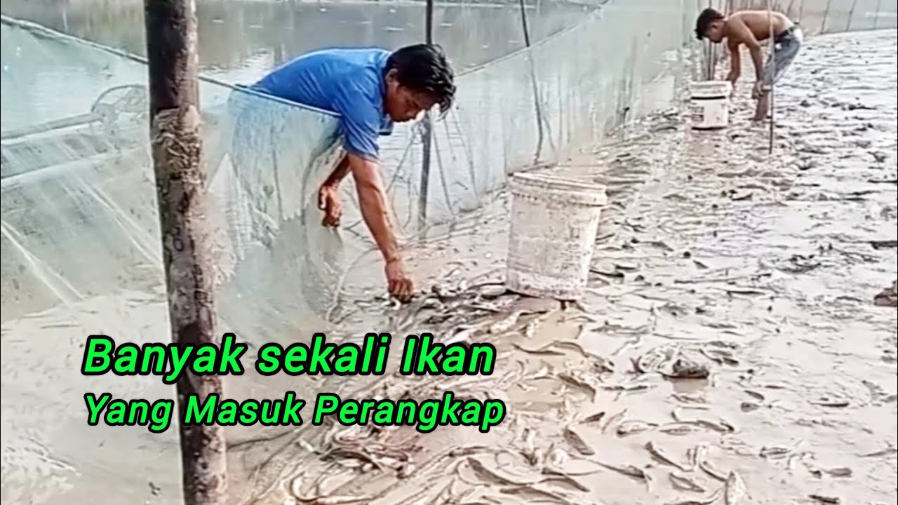 Ribuan Ekor Ikan Masuk Jebakan Belat Nelayan Sungai Siak.