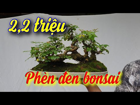 Video SH.4191. Nhịp cầu Phèn Đen độc đáo giá 2,2 triệu vườn... - youtube
