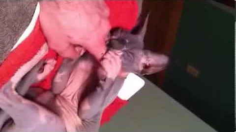 Video 11316341: sphynx cat, baby talk