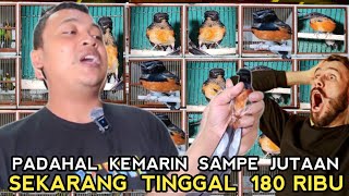 BIKIN EMOSI !! BURUNG INI KEMARIN MASIH JUTAAN SEKARANG 180 RIBU SUDAH BUNYI