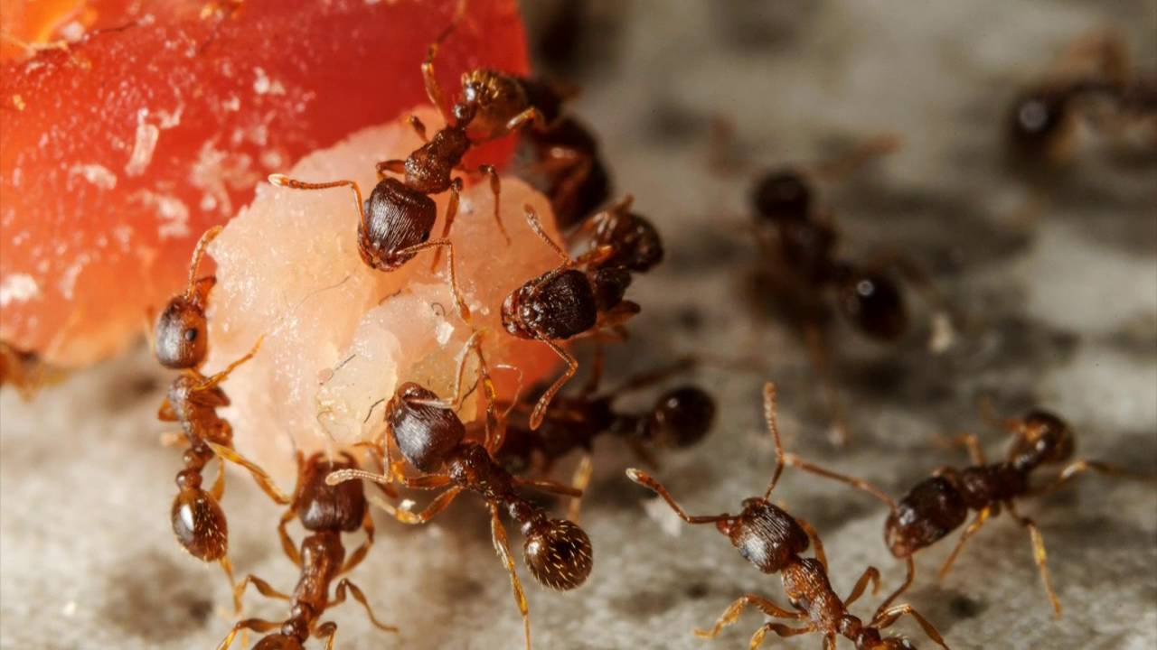 Pest Control Control 707-439-8194 Esparto CA 95627 Bed Bugs