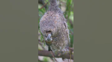 Ремез / Penduline tit