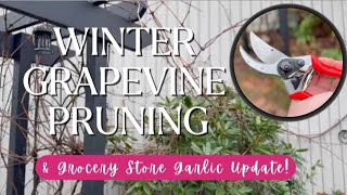 🌱🍇 Winter Grapevine Pruning \u0026 Grocery Store Garlic Update! 🧄✨ Getting Outside While on the Mend!
