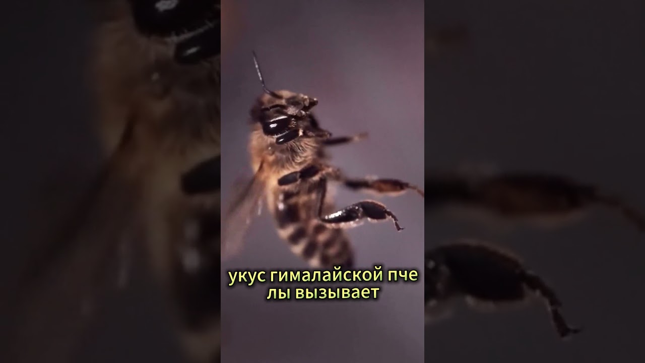 Смертельный мед Непала: Остановка сердца за 2 минуты! 💀