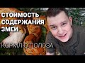 Сколько стоит содержать Маисового полоза | Кормлю Мартина