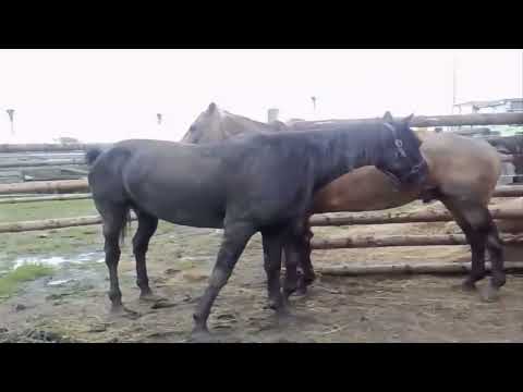 Funny Animal   Horse Mating Close Up 2015