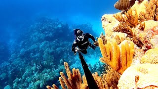 Freediving Bermuda | All Day & All Night