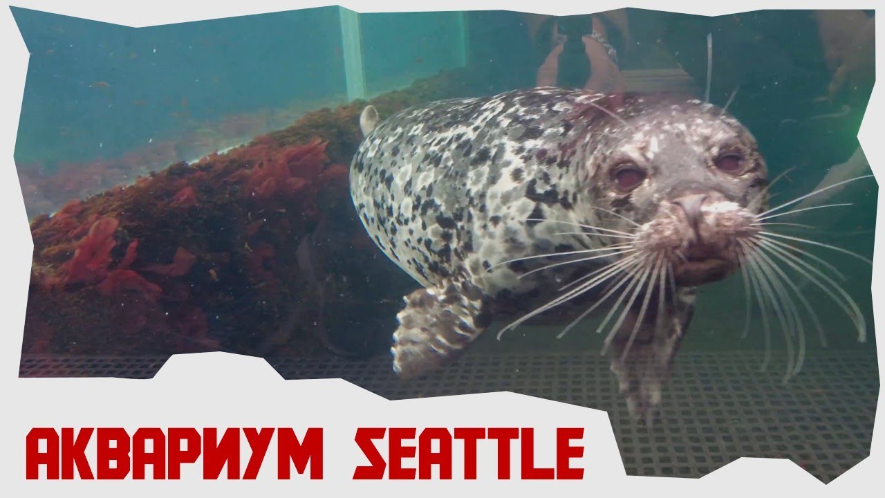 Seattle (City pass) - Аквариум Seattle