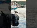 Sariyer İstanbul Türkey #shorts #shortvideo