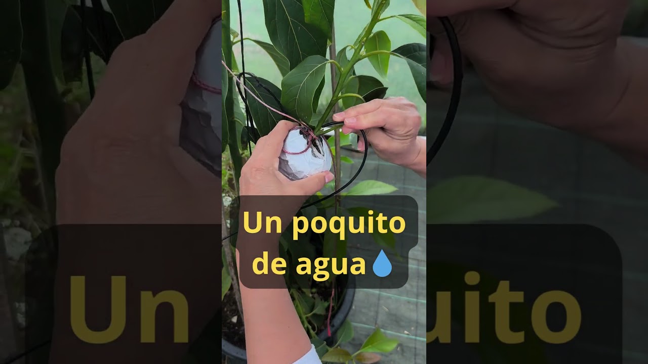 "¿Sobrevivió el aguacate? 🥑 El momento de la verdad" #invernadero #aguacatelover#Galicia #huerto