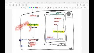 Oxidation Of Extra Mitochondrial H
