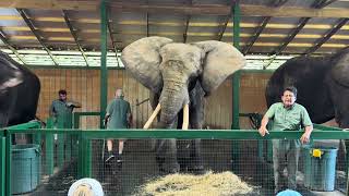 Myakka Florida Elephant Ranch Experience