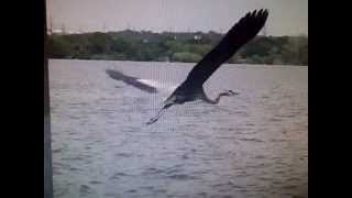 Great Blue Heron taking off - time lapse