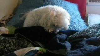 my dog