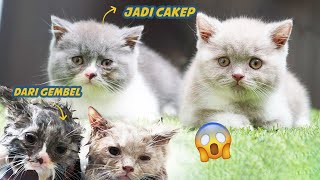2 ANAK KUCING BRITISH MANDI by Kucing Cemara 3,444 views 1 month ago 18 minutes