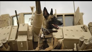 Virtual Dog Training:  Game plans — Agility in Handling screenshot 2