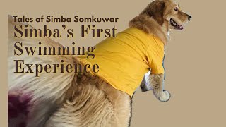 Simba’s First Swimming Experience 😀- Nagpur’s first dogs swimming pool : Oxxy’s pet friendly cafe