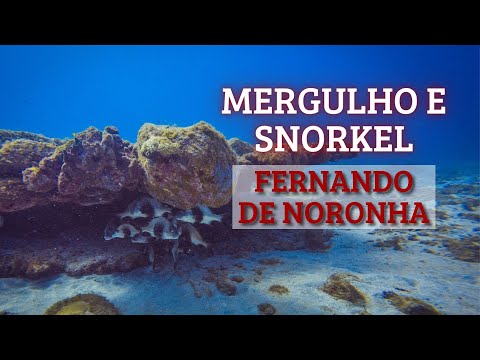 Vídeo: Onde Fazer Mergulho e Snorkeling em Aquários