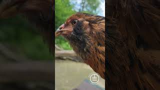Hen-talks: Wisdom from the Yard #amerucana #offgrid #chickens