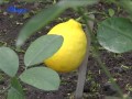 Лимони теплиця термос Луцьк с.Маяки