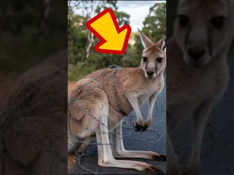 The story of the rescue of the kangaroo caught in the wires #animals #kangaroo