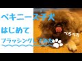【はじめてのブラッシング】ペキニーズ子犬　たまごの日常　Everyday　Life  tamago(dog)　#ペキニーズ#pekingese #puppy #子犬  #ペキニーズ子犬