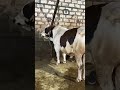 مؤسسه خموسه محيمر 