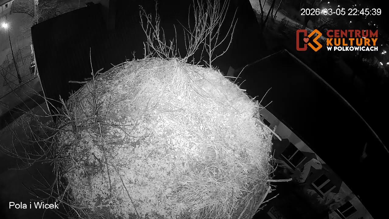 Pola i Wicek - Bociany z Polkowic Live Stream