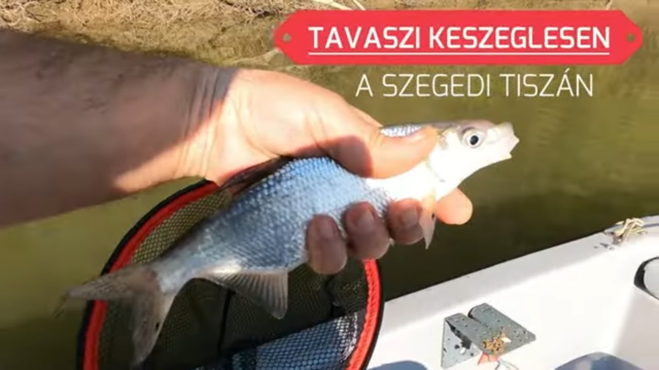 Tavaszi keszeglesen a szegedi Tiszán
