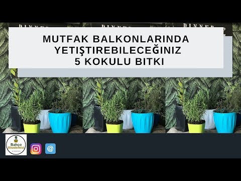 Video: Kokulu Bitki Sınırları