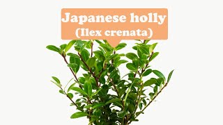 Protection, Luck--Japanese holly