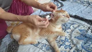 Cleaning my cat's ears (Tommy) - Bersihin kuping kucing #short by Tommy and Family 836 views 3 years ago 1 minute, 34 seconds