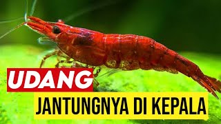 JANTUNG UDANG ADA DI KEPALA, OTAKNYA DIMANA ⁉️ - Fakta Udang