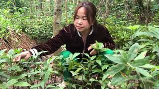 Tham quan vườn mai yên tử - Visiting Yen Tu Plum Garden