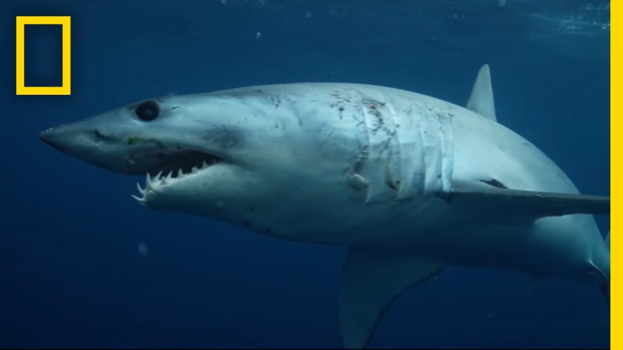 Jaws: Shark with barrels HD CLIP