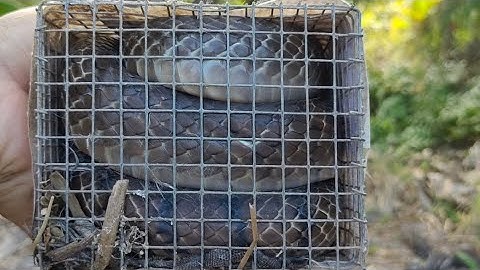 Bẫy rắn mùa khô mùa của rắn hổ hèo.