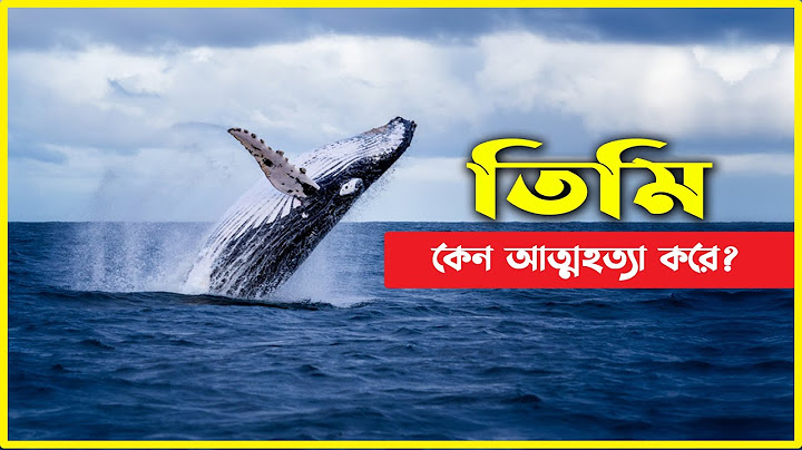পৃথিবীর সবচেয়ে বড় দানব তিমি !! কেন আত্নহত্যা করে? The Mystery of The Whale