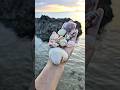 Let's collect various types of seashells. #beautyseashell #beach #seashell