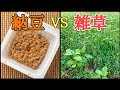 【雑草対策】雑草が生えた固い土に納豆を使って実験をしてみた
