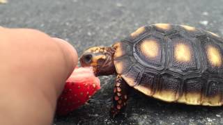 Baby Turtle eating a strawberry (CUTE)