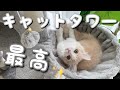 【野生本能むきだし】キャットタワーで大はしゃぎする子猫が可愛すぎた...／Have fun at the cat tower! The kitten was too cute ...