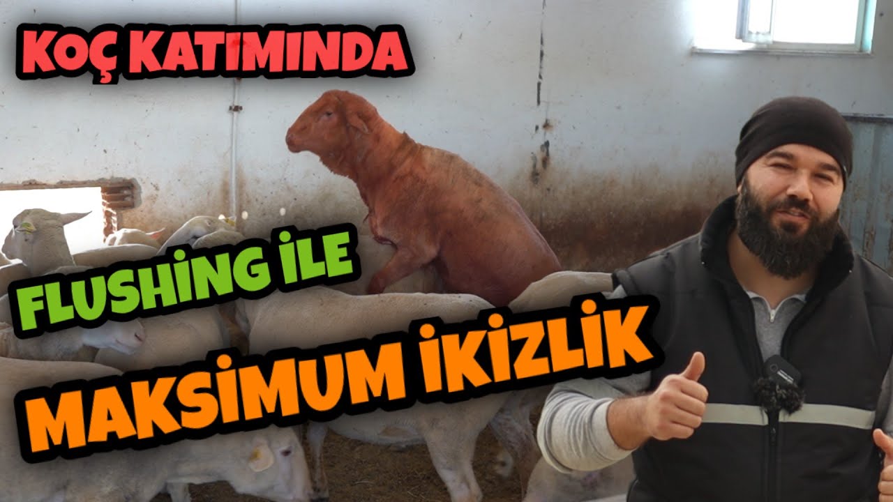 KOÇ KATIMI BESLEMESİ (Küçükbaş Hayvancılık Flushing)