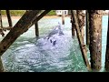Young Pygmy Blue Whale Freed by Dismantling a Wharf