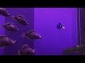 Hi ! I'M DORY! - FINDING DORY (SPARTA PITCH SPONSORED BY GAMAVISION CSUPO EFFECTS)