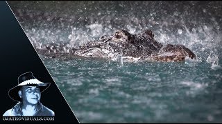 Alligator Mother Protecting Hatchlings 02