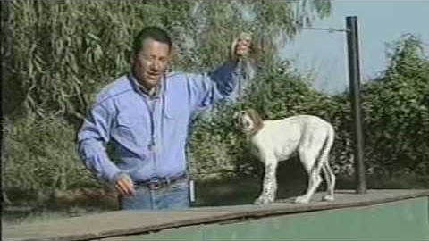 Tri-Tronics Hold Command for Bird Dogs Part 1 of 6