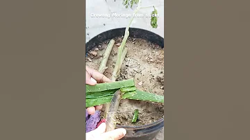 Moringa Propagation From Stick Shorts Moringa 